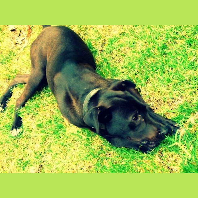 Photo of Jet (On Trial 16/6/13)