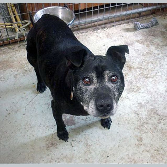 Photo of Shadow