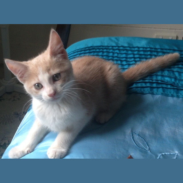 Photo of Apricot