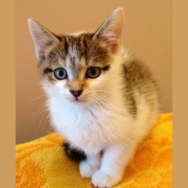 Photo of George (Pets Domain)