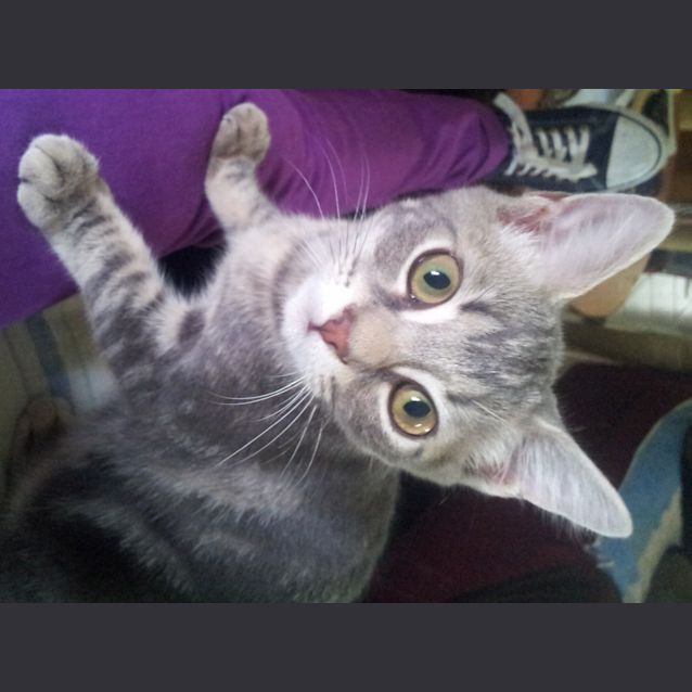 Photo of Chachi (Kitten)