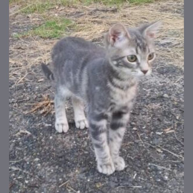 Photo of Chachi (Kitten)