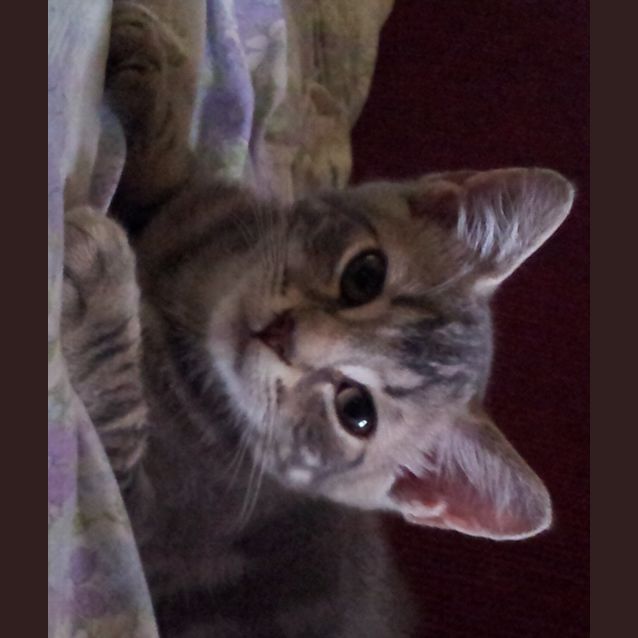 Photo of Chachi (Kitten)