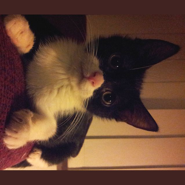 Photo of Betty Batgirl (Kitten)