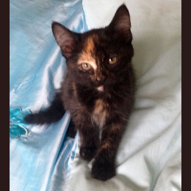 Photo of Josie