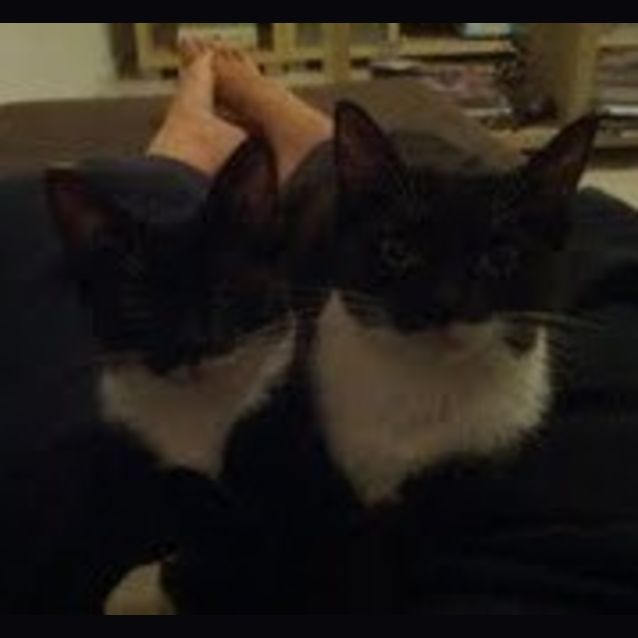 Photo of Sylvia & Savanah (Twin Youngsters)