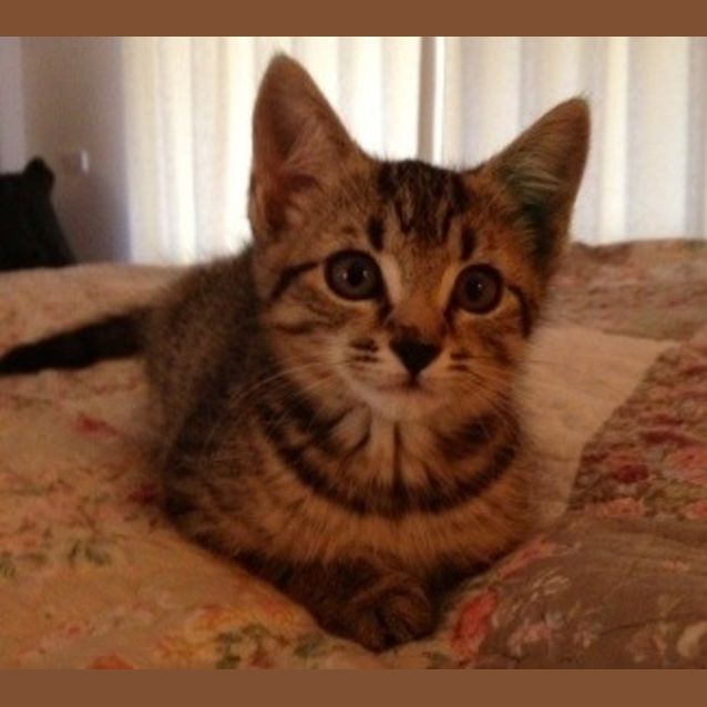 Photo of Marigold