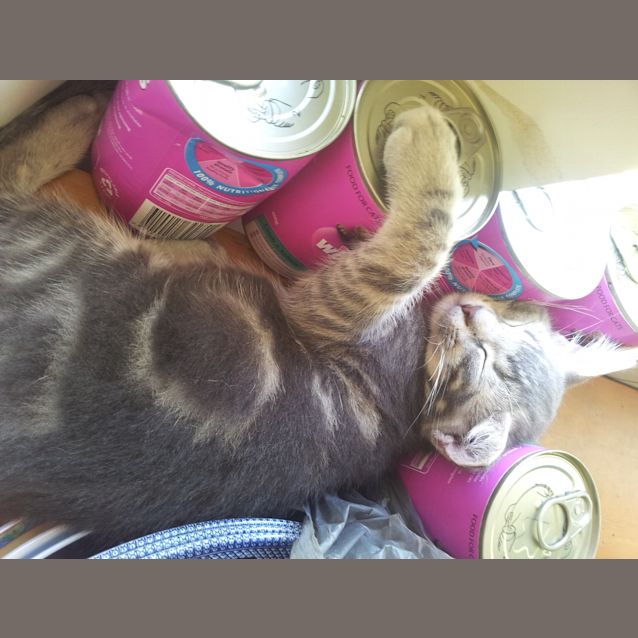 Photo of Chachi (Kitten)