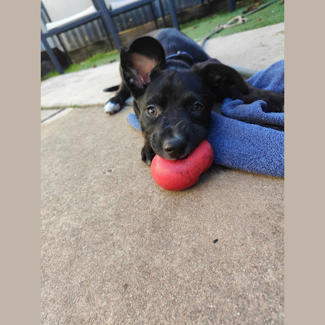 Photo of Coco