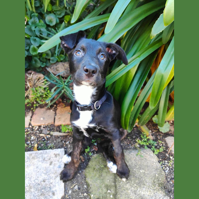 Photo of Coco