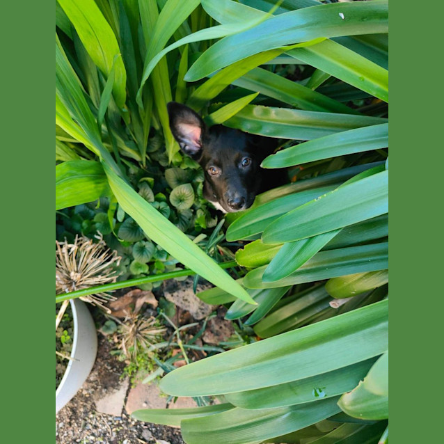 Photo of Coco