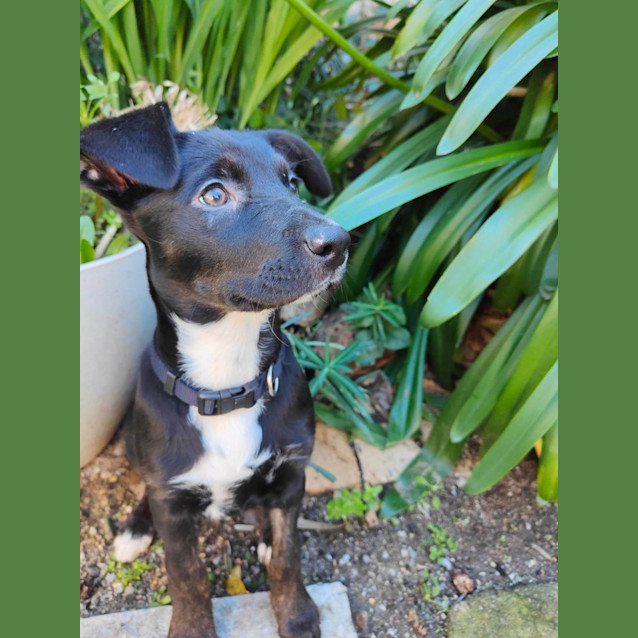 Photo of Coco