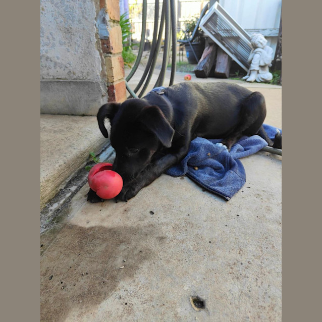 Photo of Coco