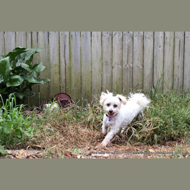 Photo of Caesar (On Trial 9/3/13)