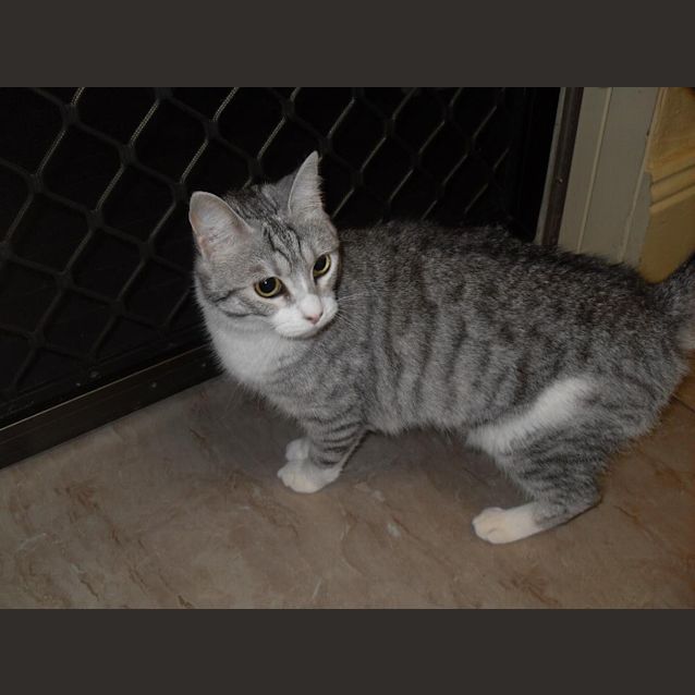 Photo of Biddie ~ British Shorthaired X