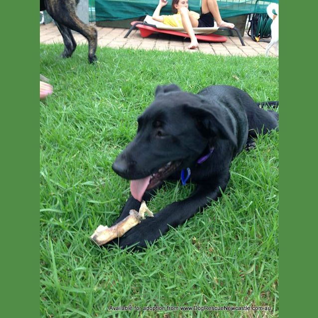 Photo of Willow (On Trial 9/3/13)