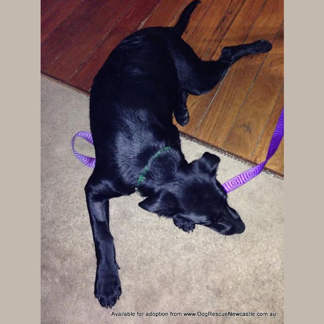 Photo of Willow (On Trial 9/3/13)
