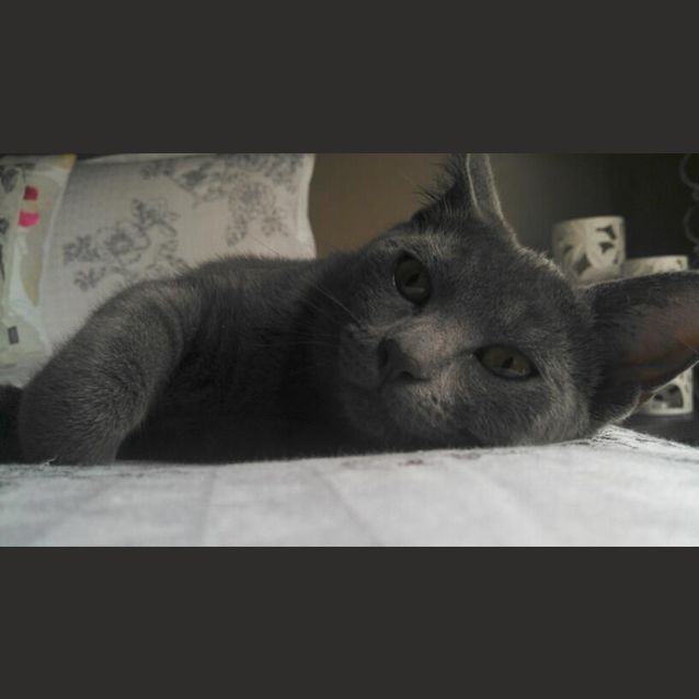Photo of Violet