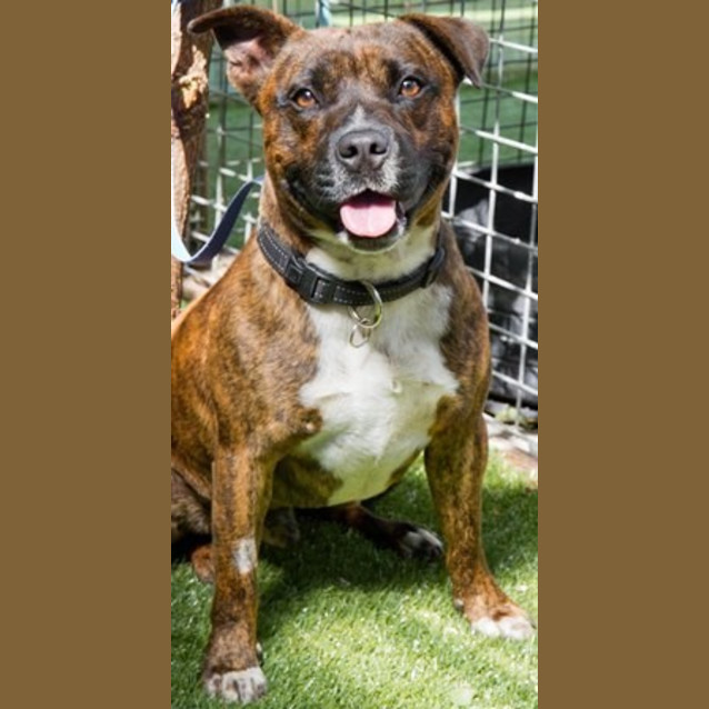 Photo of Barney