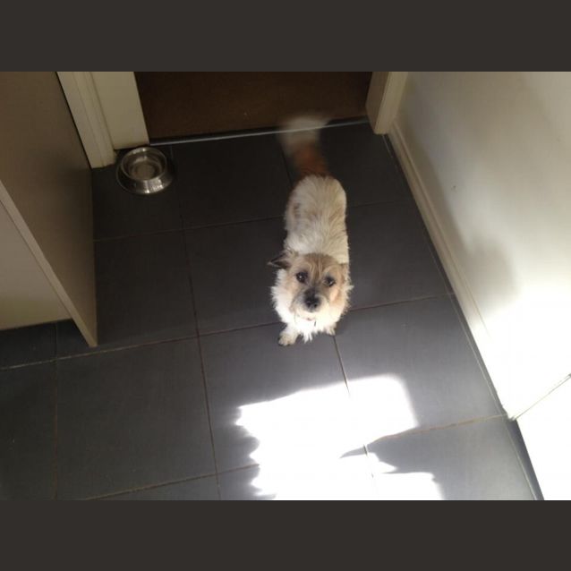 Photo of Tinkerbell
