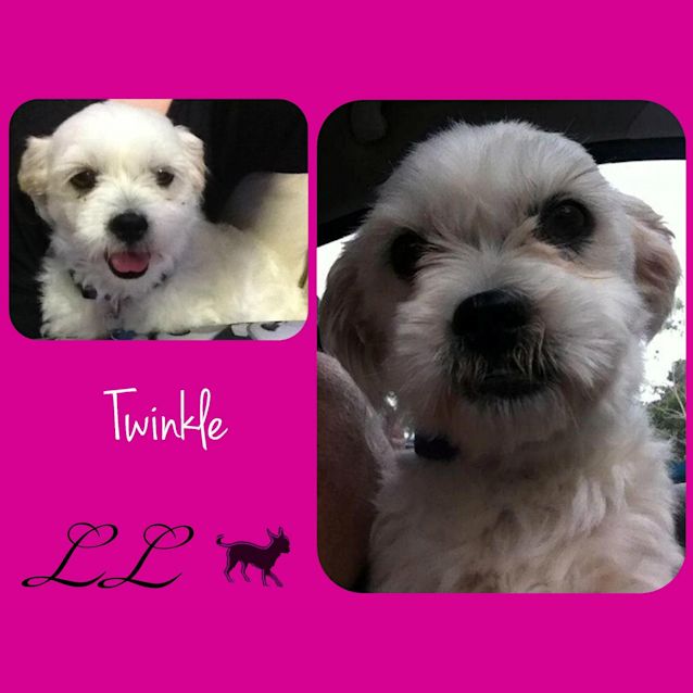 Photo of Twinkle