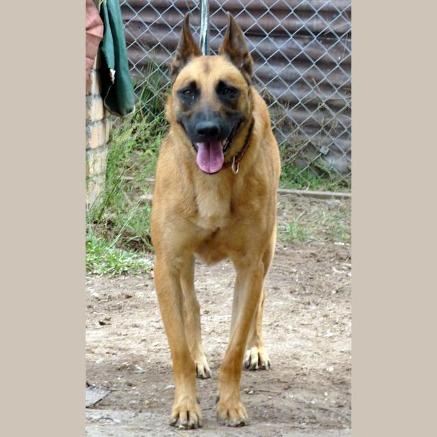 Photo of Ginger