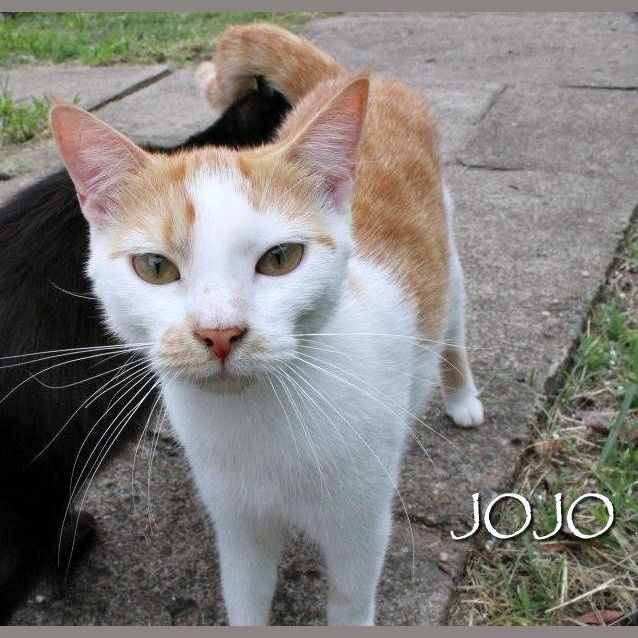 Photo of Jo Jo