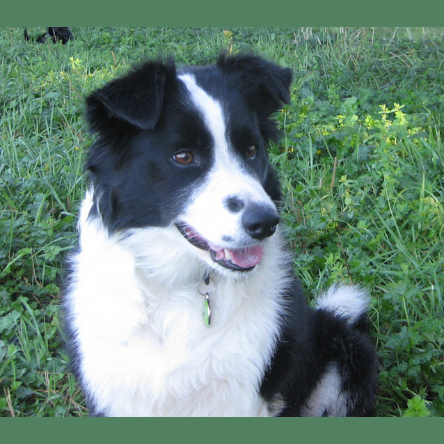 Photo of Lady