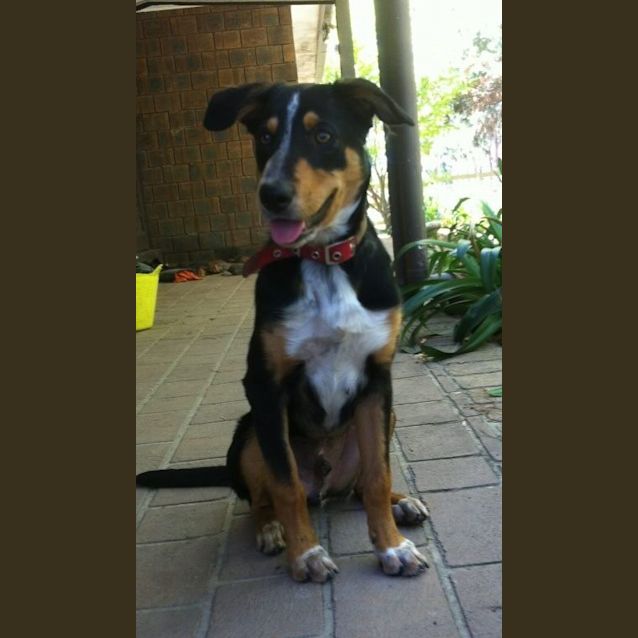 Photo of Beau
