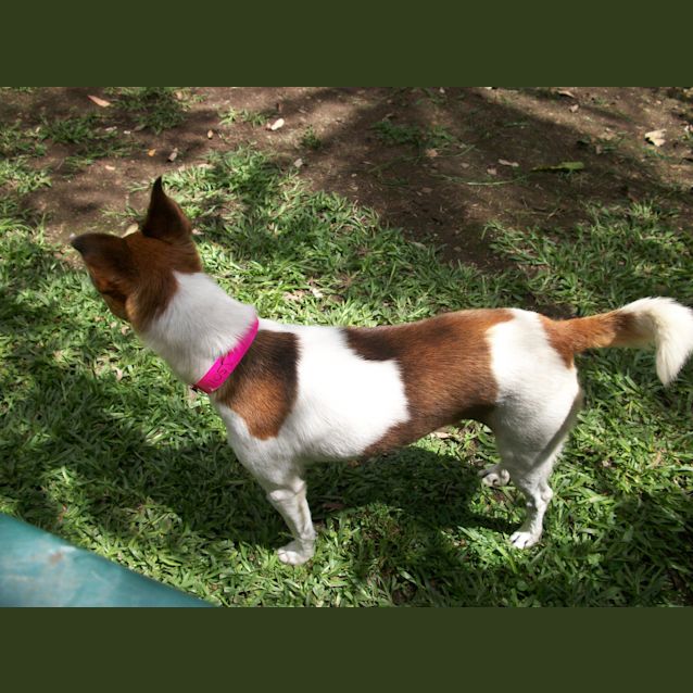 Photo of Minnie (On Trial 19/3/13)
