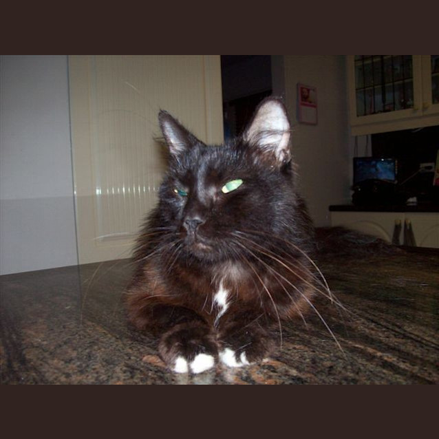 Photo of Ebony