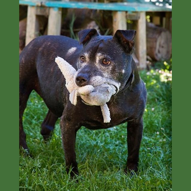 Photo of Shadow