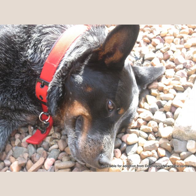 Photo of Gypsy (Adopted 3/5/13)