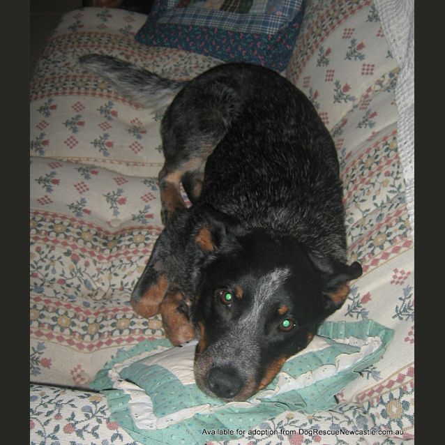 Photo of Gypsy (Adopted 3/5/13)