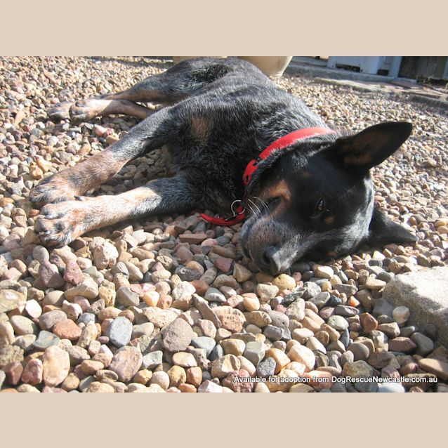 Photo of Gypsy (Adopted 3/5/13)