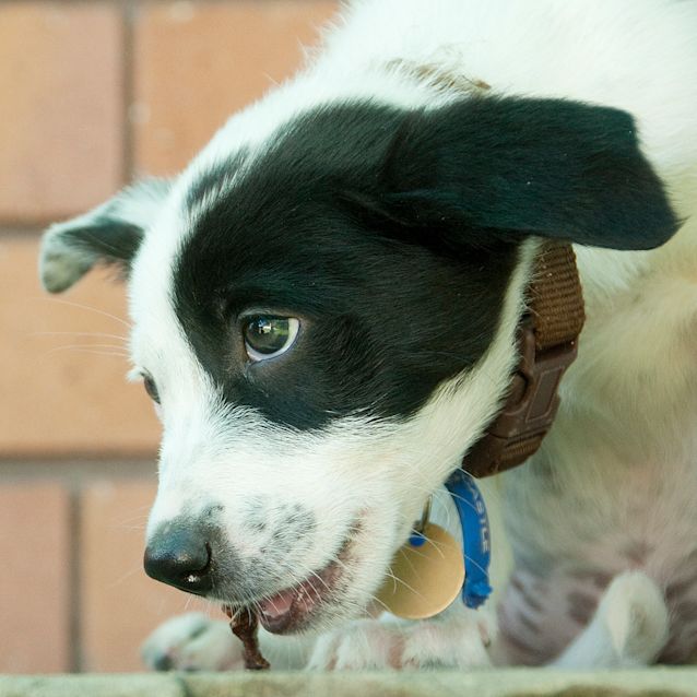 Photo of Freckles (On Trial 10/3/13)