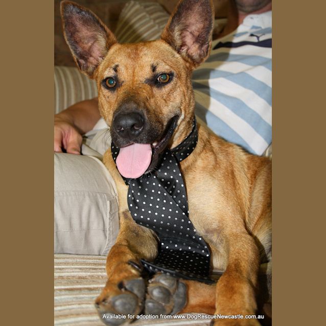 Photo of Bruce (On Trial 23/4/13)