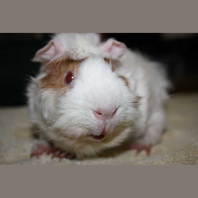 Photo of Howie ~De Sexed~ 