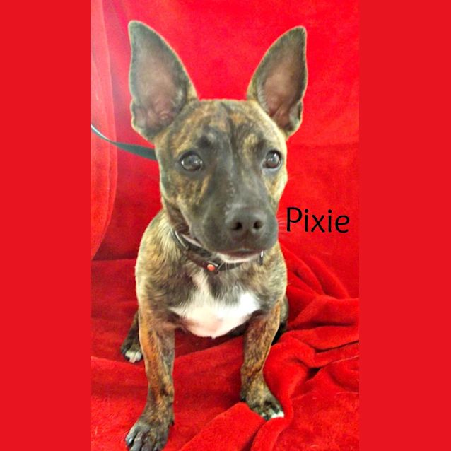 Photo of Pixie