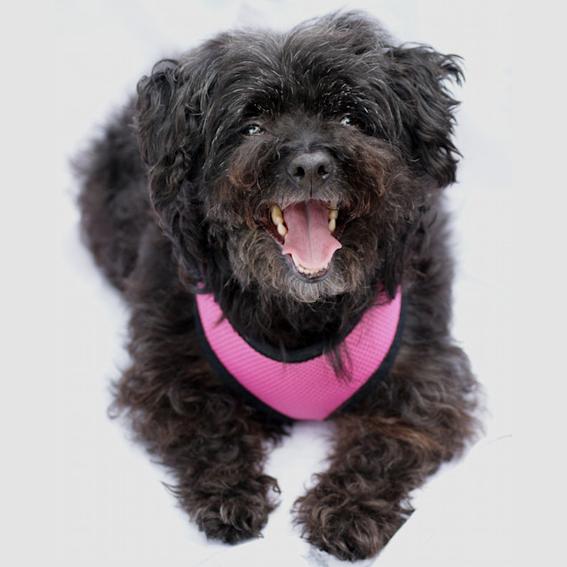 Photo of Sammy