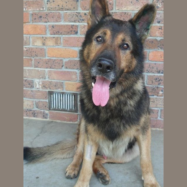 Photo of Angus Rehomed 01.04.2013