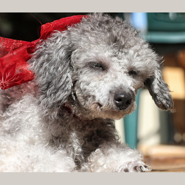 Photo of Judy (On Trial In A New Home 12/3/13)
