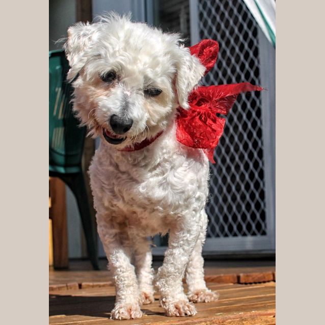 Photo of Lily (Adopted)