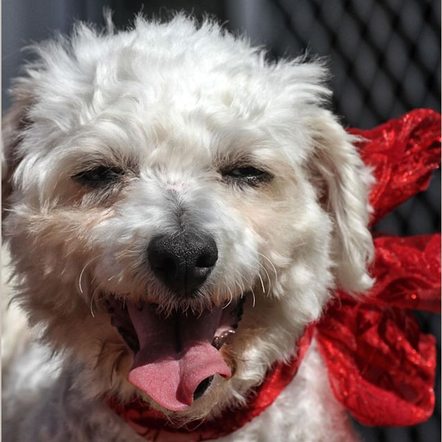 Photo of Lily (Adopted)