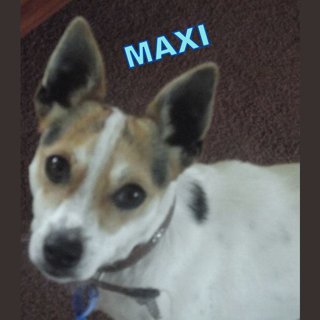 Photo of Maxi (Adopted 3/2013)