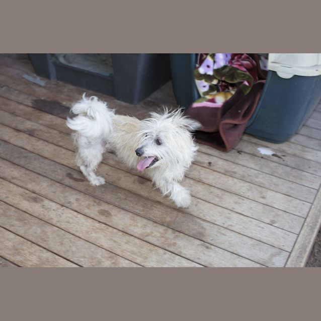 Photo of Winston