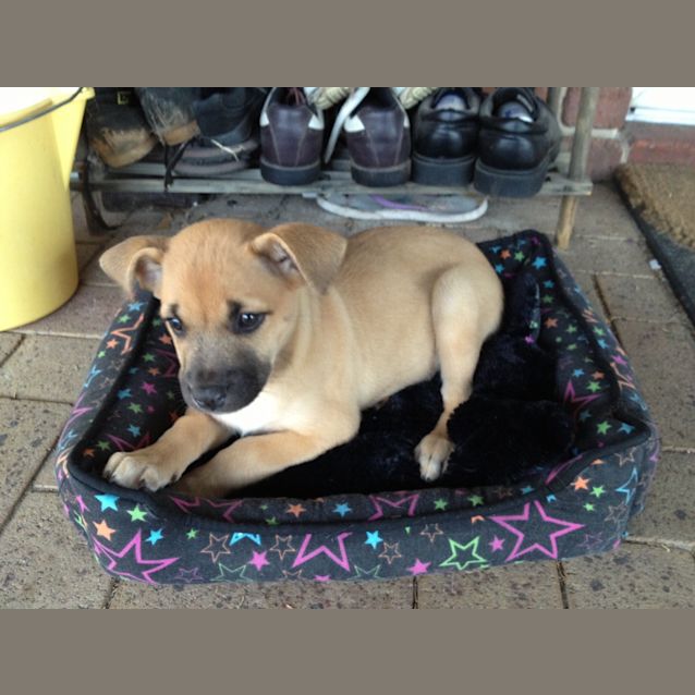 Photo of  Staffy X Shepherd Mix Breed Puppy (Rosie) 