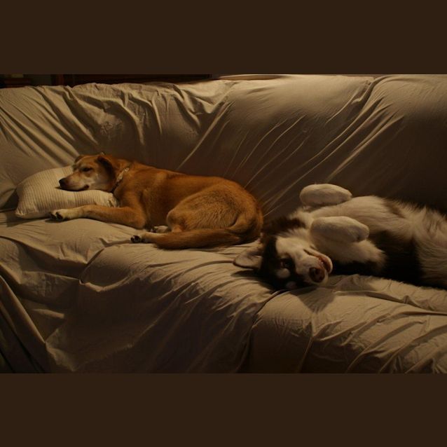 Photo of Bosco & Akala (Bonded Pair)