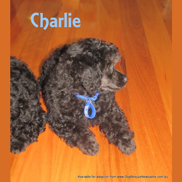 Photo of Charlie (On Trial 23/3/13)