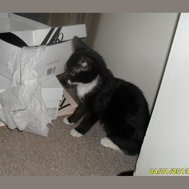 Photo of Gidget